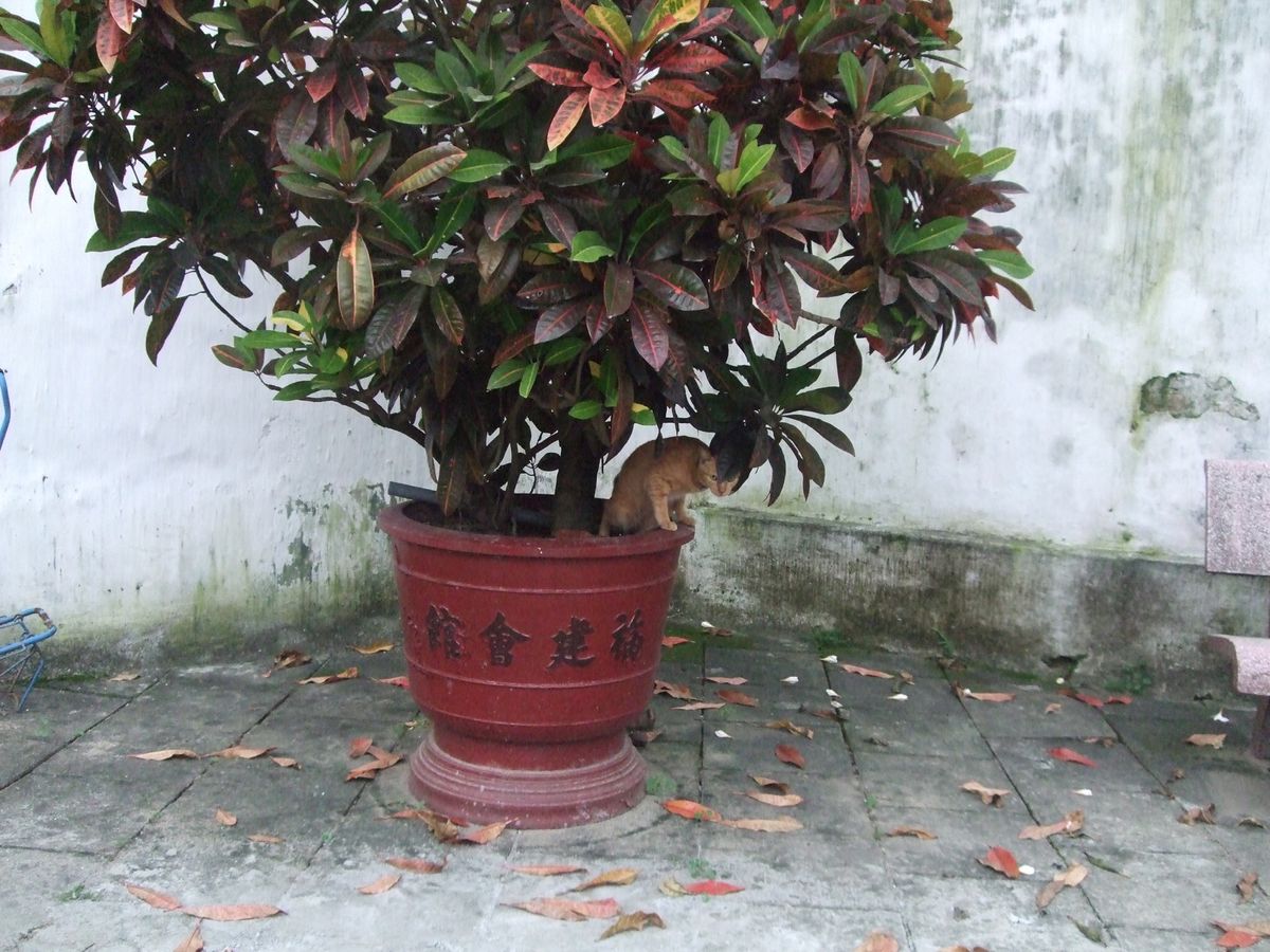 ホイアン旧市街　福建会館
ジャングルみたいな木が面白い
植木鉢でおトイレし...