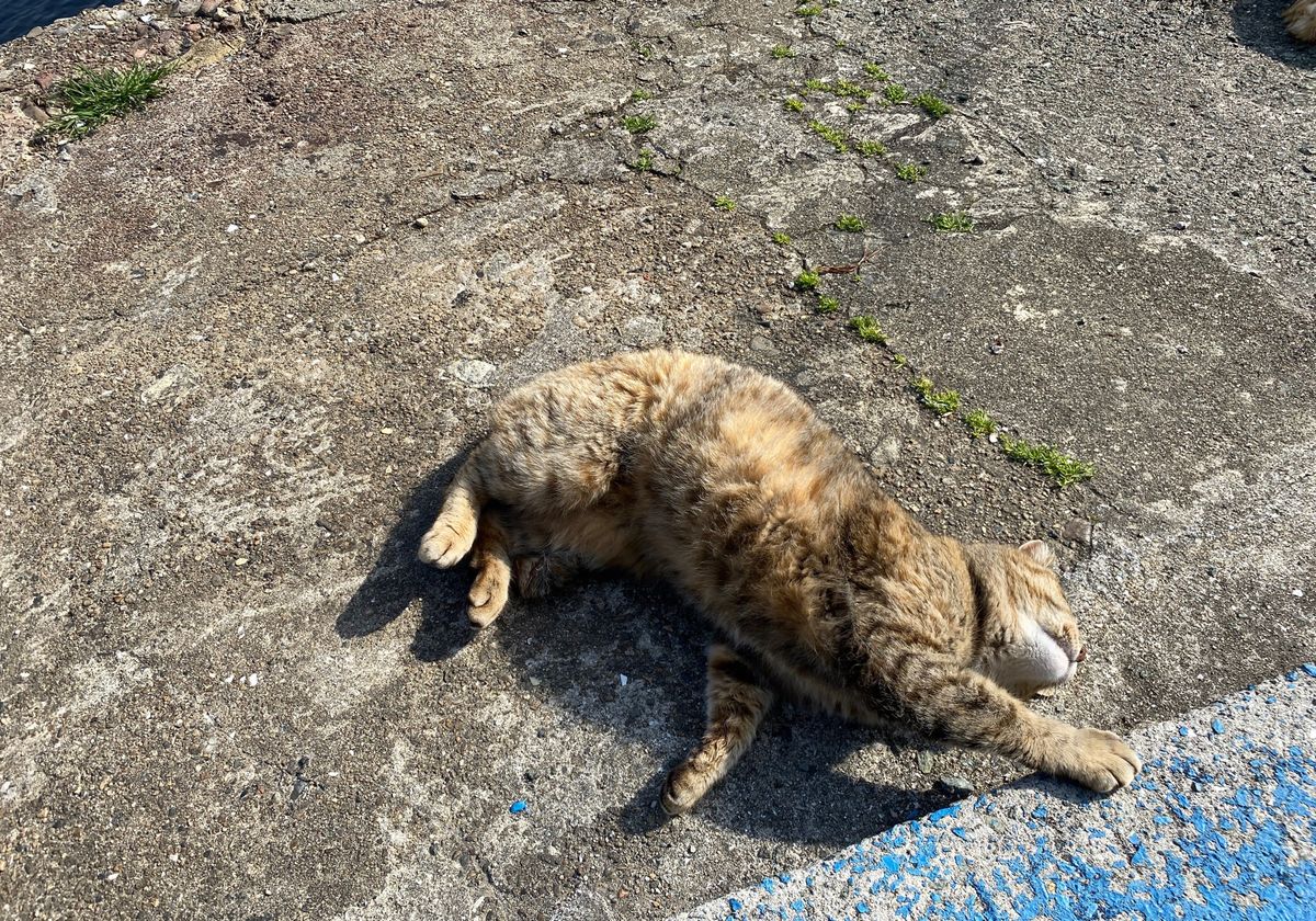 次の目的地、瀬戸内海に浮かぶ猫の島、青島。
お出迎えからお見送りまで猫三昧。