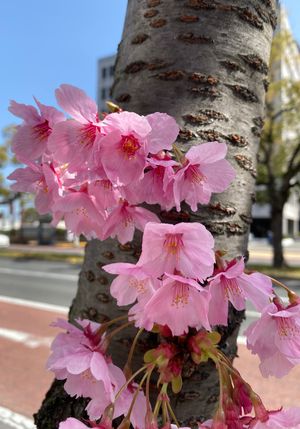 瀬戸大橋を渡って四国上陸。
高松の植田うどんさんでお昼ご飯。
肉ぶっかけ中...