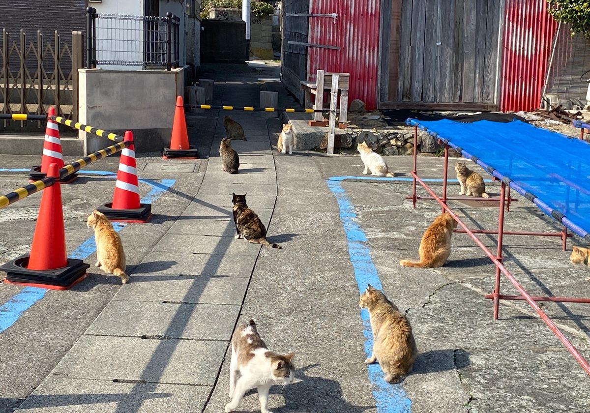 次の目的地、瀬戸内海に浮かぶ猫の島、青島。
お出迎えからお見送りまで猫三昧。