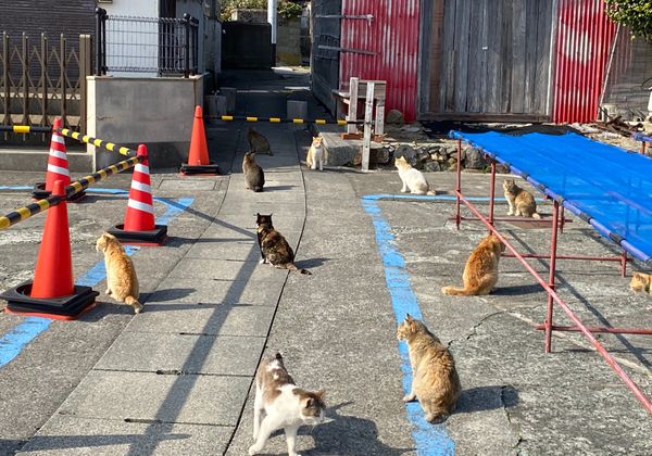 日本・岡山「心の洗濯をしに愛媛」の写真：次の目的地、瀬戸内海に浮かぶ猫の島、青島...