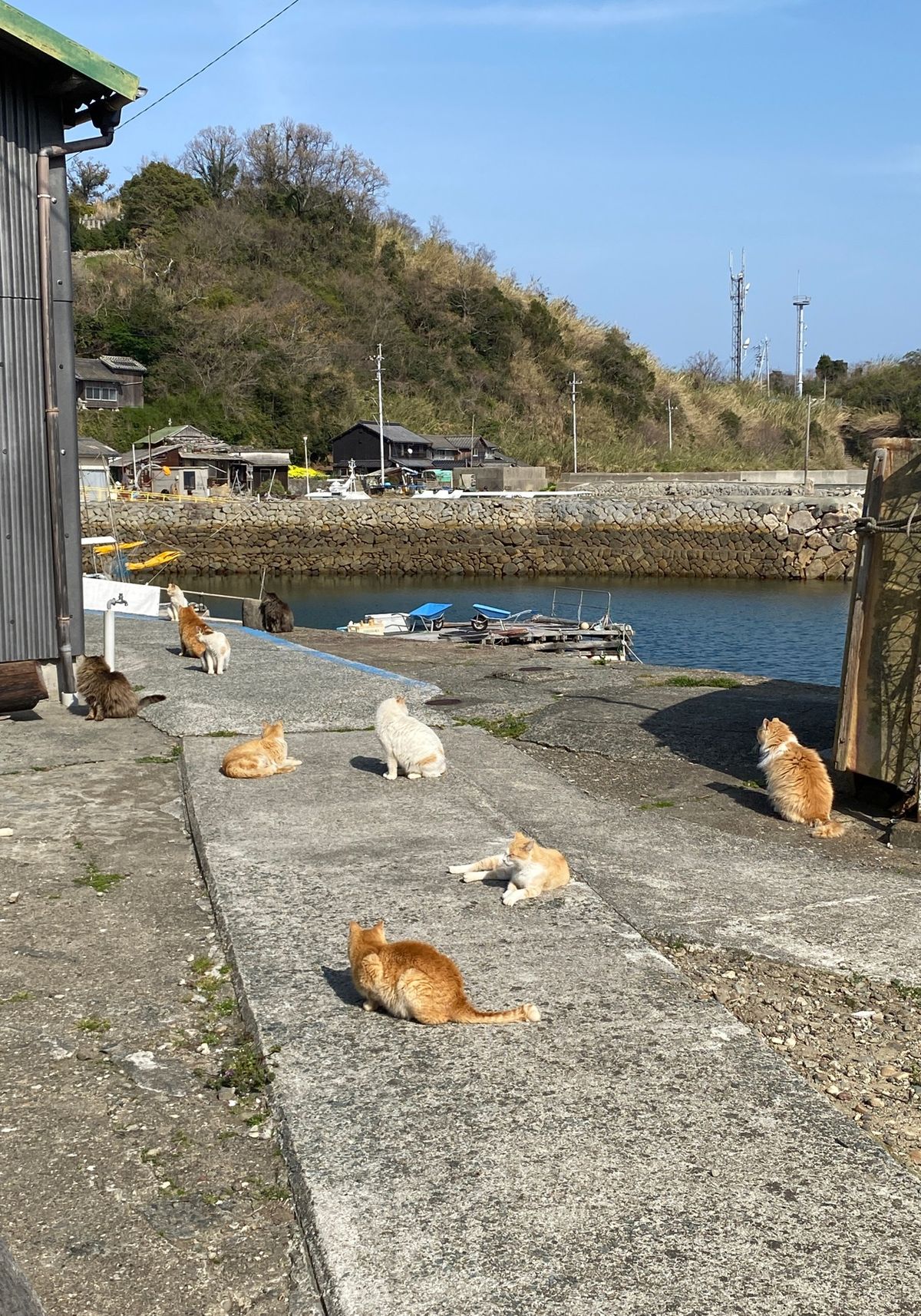 次の目的地、瀬戸内海に浮かぶ猫の島、青島。
お出迎えからお見送りまで猫三昧。