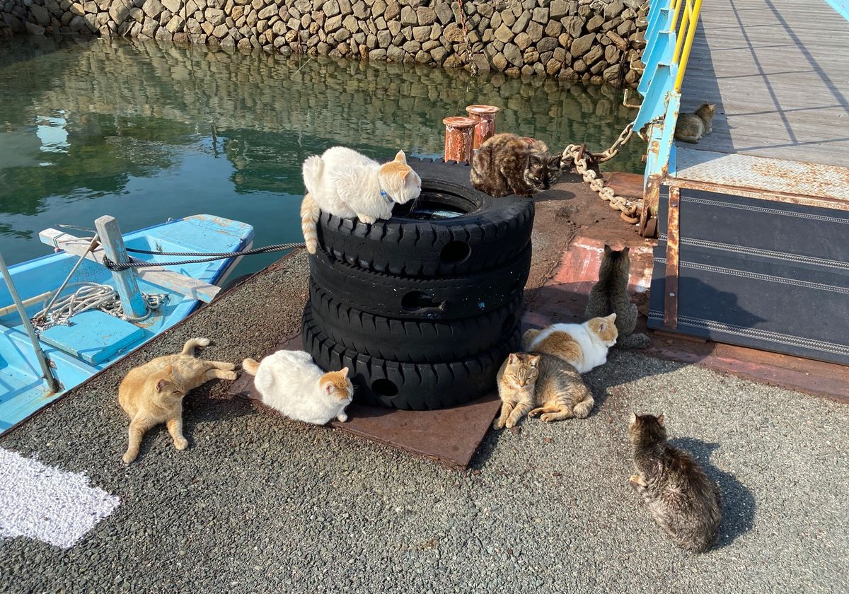 次の目的地、瀬戸内海に浮かぶ猫の島、青島。
お出迎えからお見送りまで猫三昧。