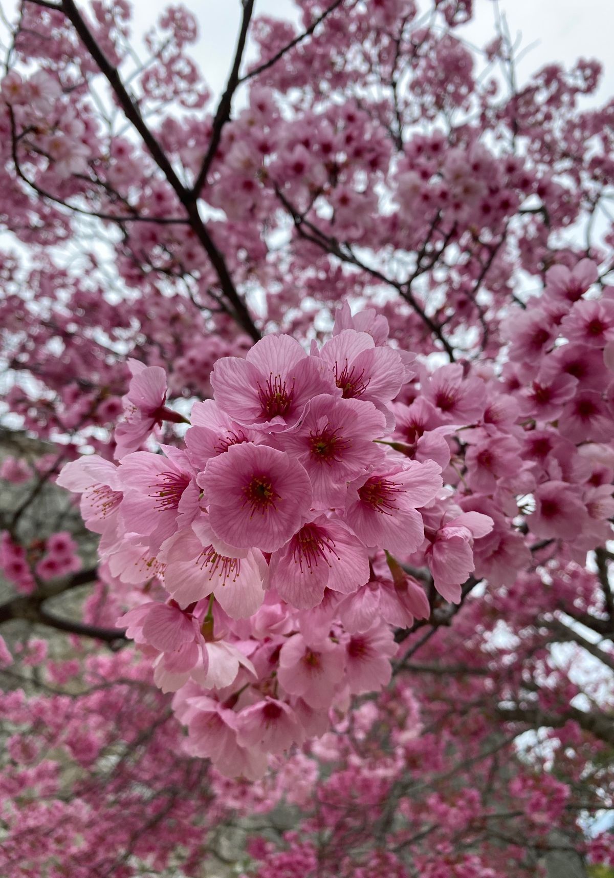 松山城。
ちょっと天気は良くなかったけど、蛇口から出るオレンジジュースをお...