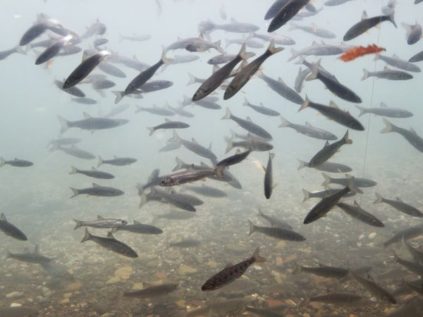 日本・北海道「北海道」の写真