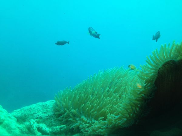 アメリカ(米国)・グアム「グアム」の写真