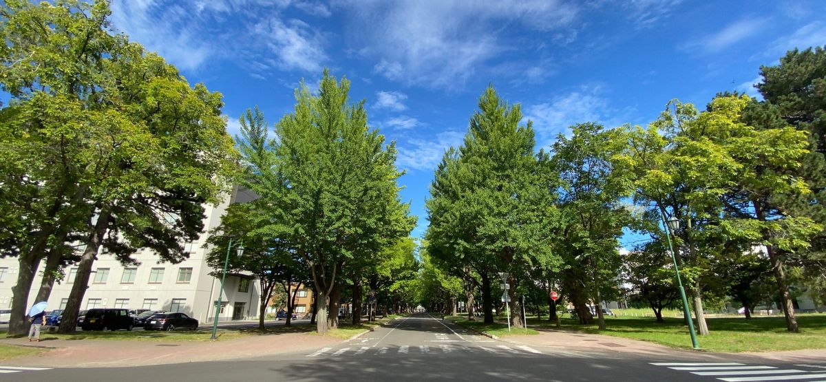 夏の北大。
陽射しと緑が目に染みる。