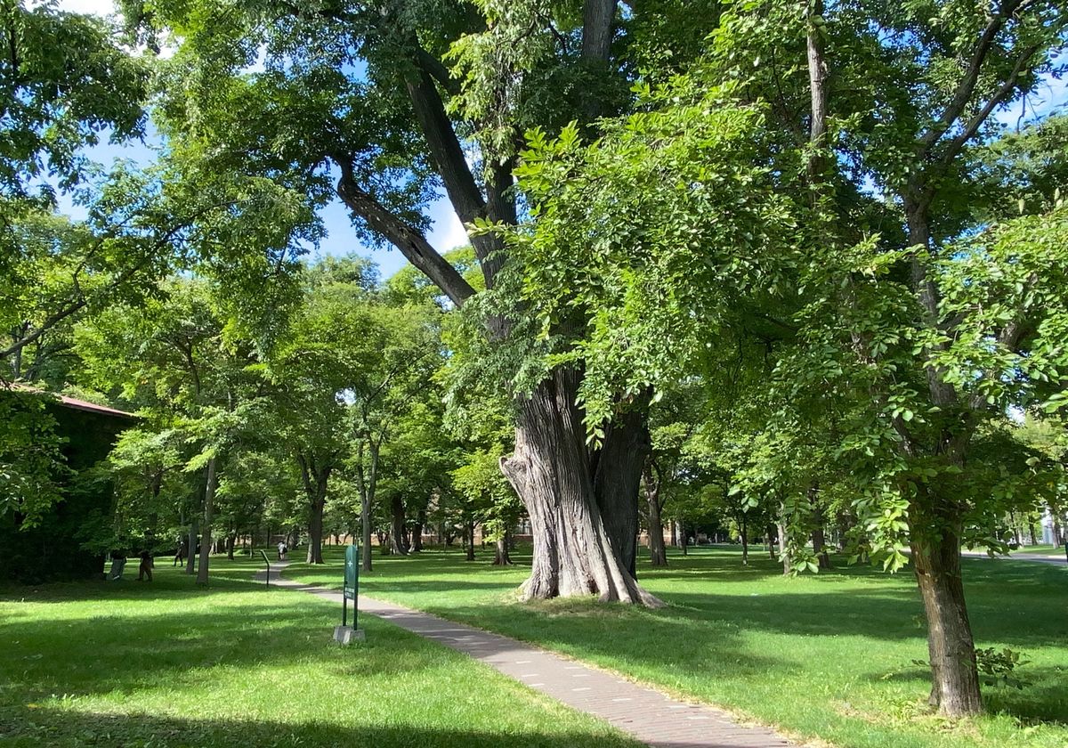 夏の北大。
陽射しと緑が目に染みる。