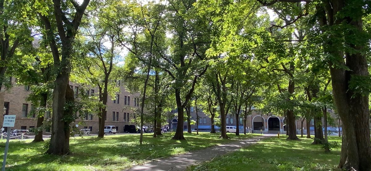 夏の北大。
陽射しと緑が目に染みる。