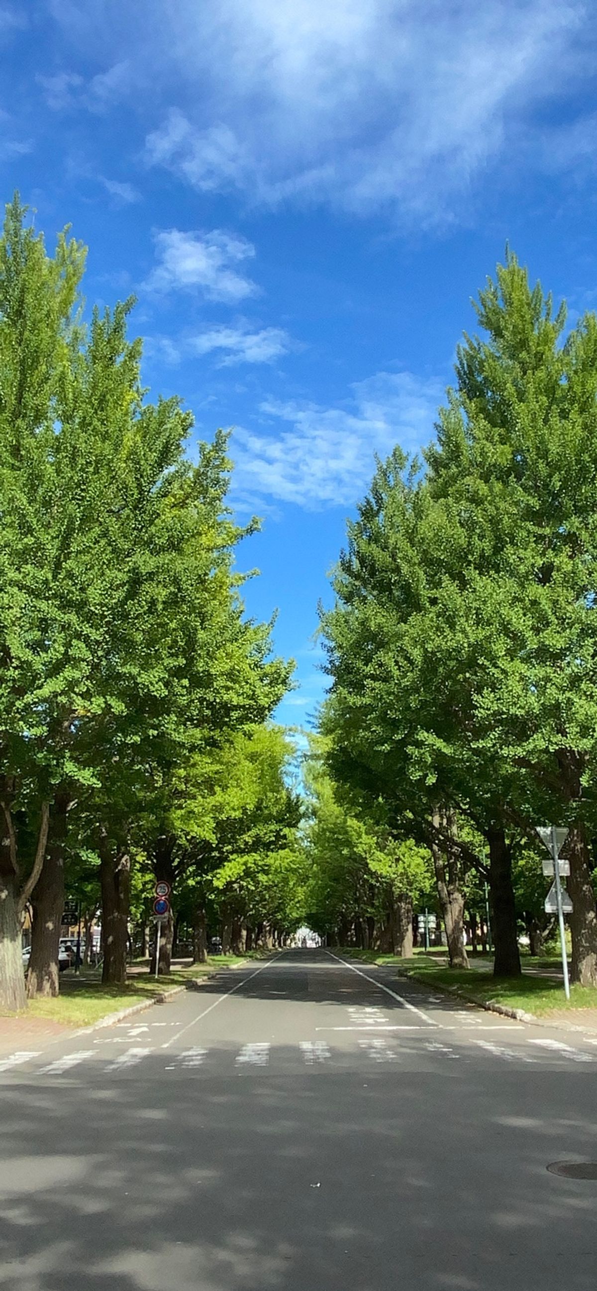 夏の北大。
陽射しと緑が目に染みる。