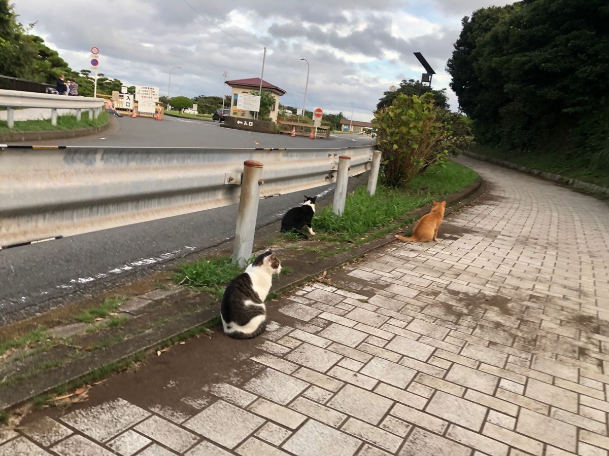美味しいマグロと。
沢山のマイナスイオンと。
猫達に癒された。。。