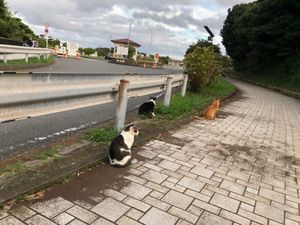 美味しいマグロと。
沢山のマイナスイオンと。
猫達に癒された。。。