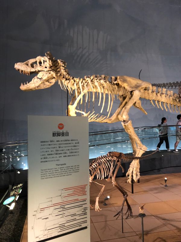 日本・福井県「恐竜博物館」の写真