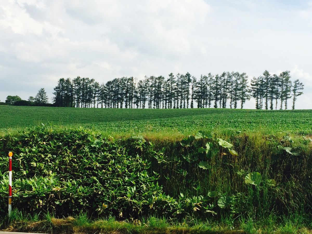 富良野、美瑛、サンタの髭