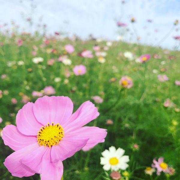 日本・茨城県「ひたちなか海浜公園」の写真