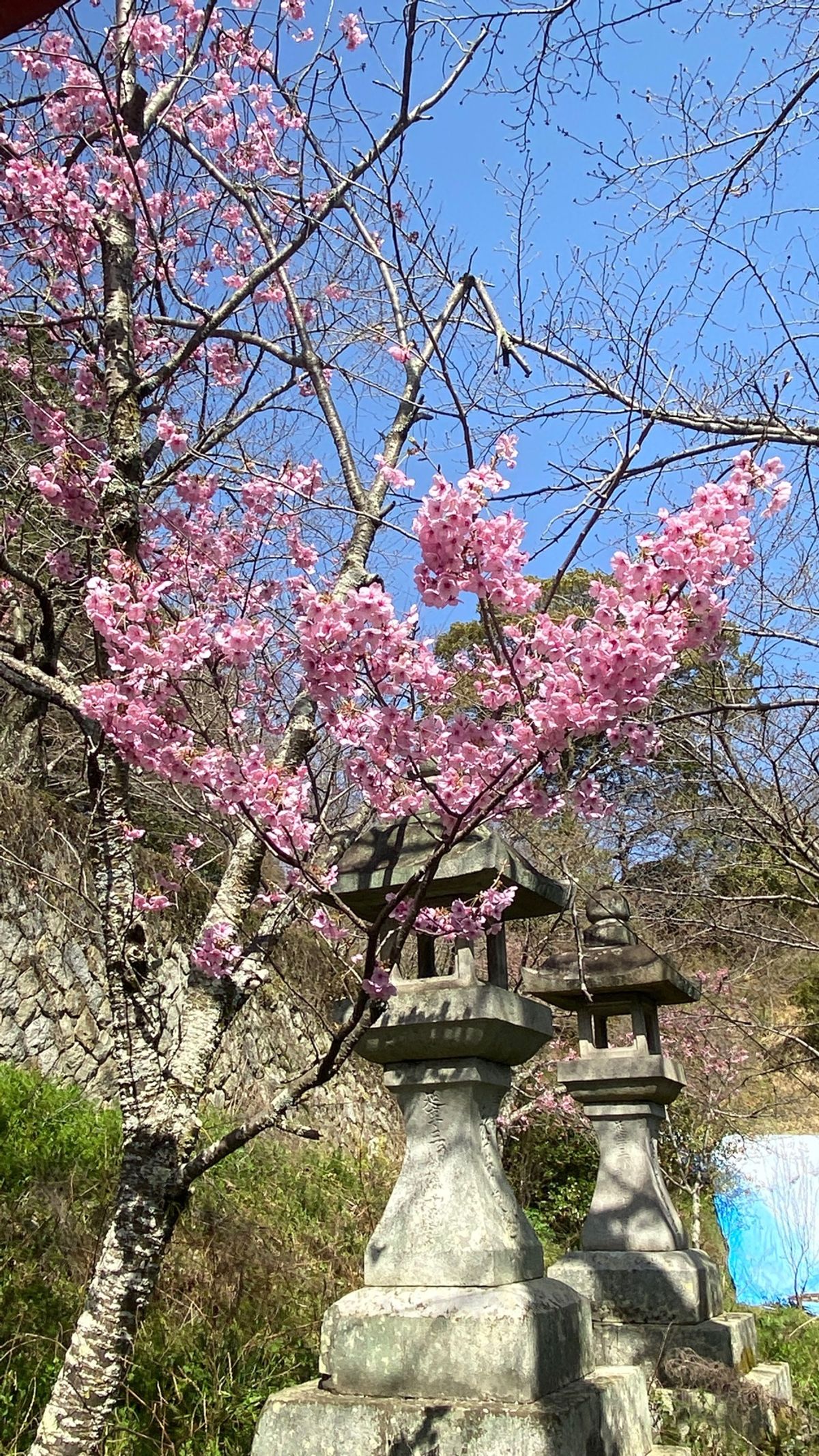 3日目はこんぴらさんからスタート。