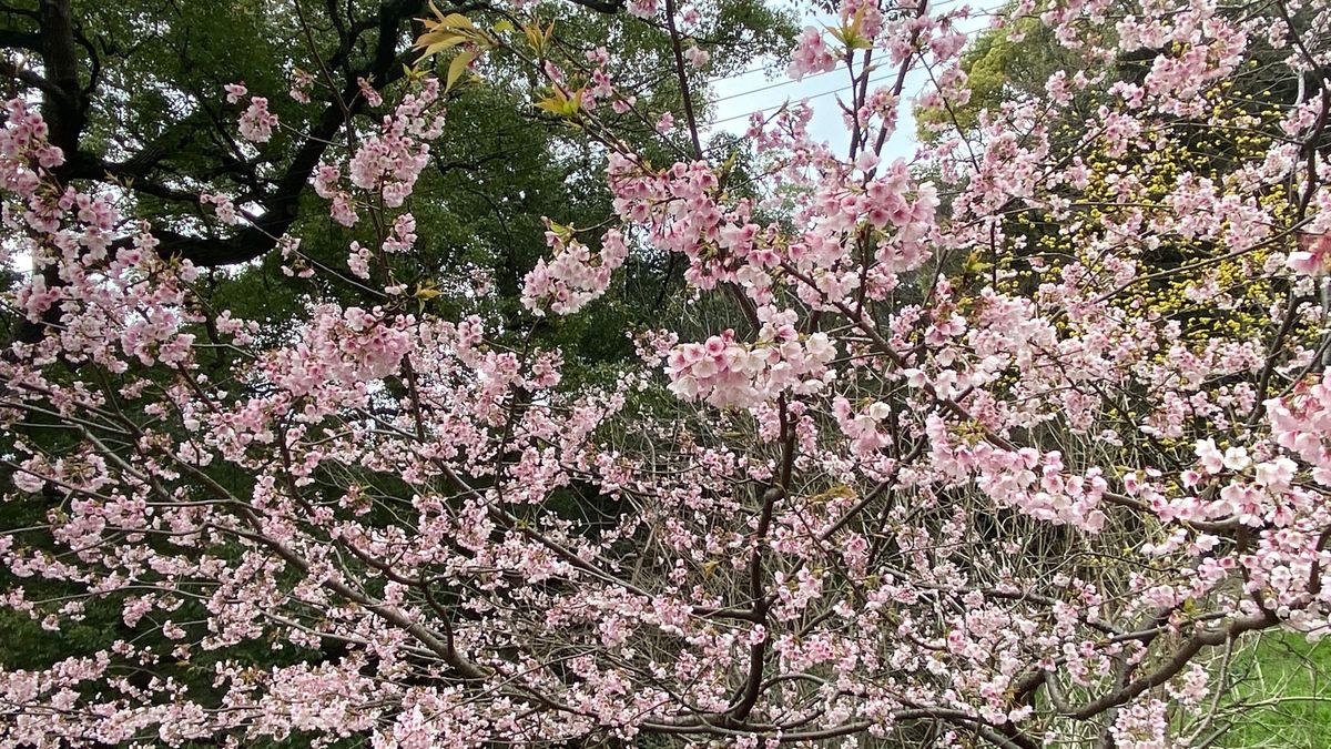 散策。
よく晴れた尾道の空に桜映え。