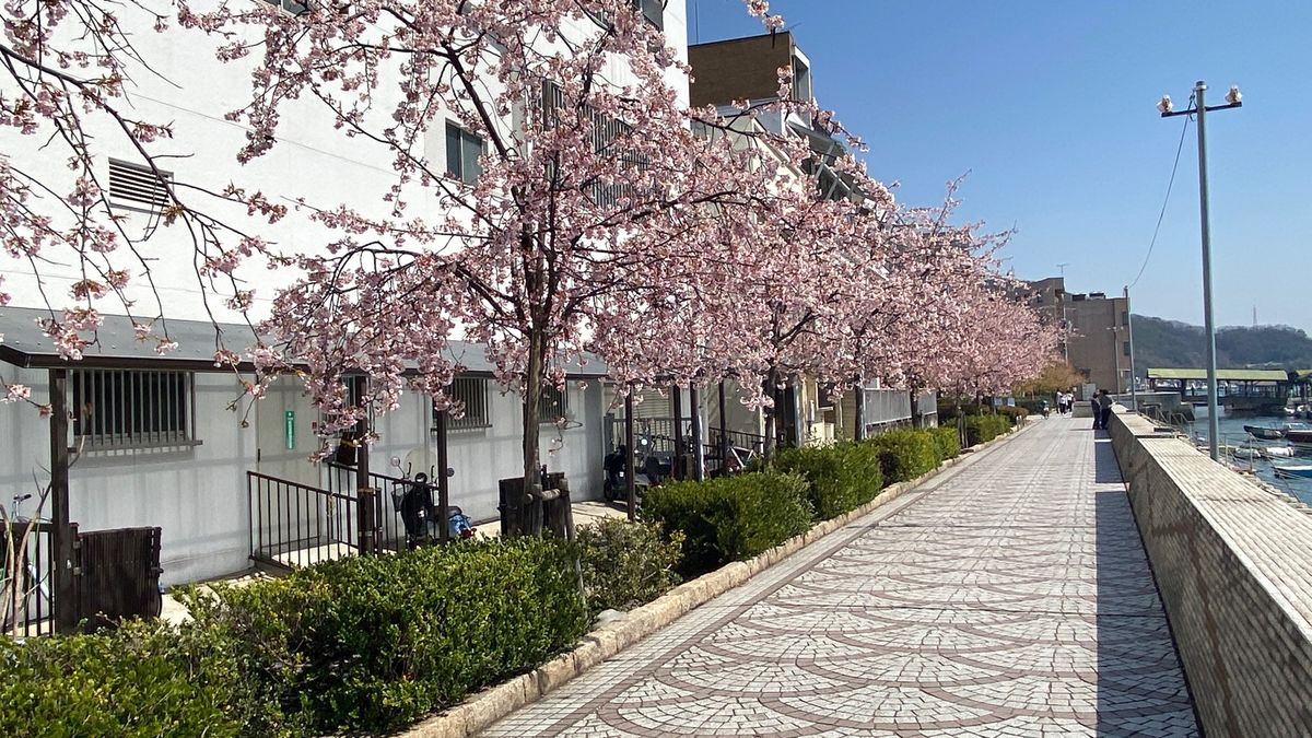 青春18きっぷから始まる旅。
最初は尾道。
ランチは尾道ラーメン丸ぼしさんで。