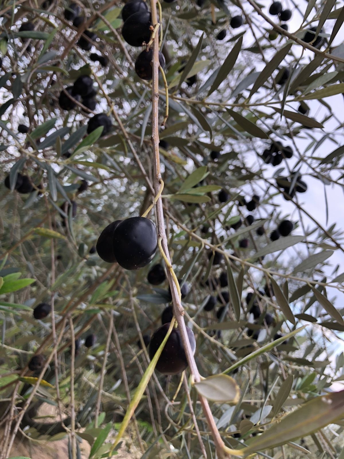 オリーブ公園
オリーブの木
魔女の宅急便
魔法のほうき