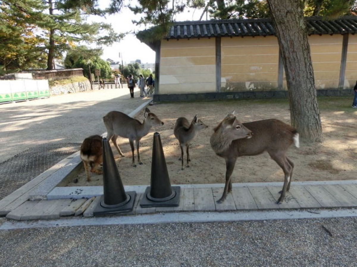 1枚目は東金堂、2枚目は中金堂から見た東金堂と五重塔、3枚目は五重塔、4枚...