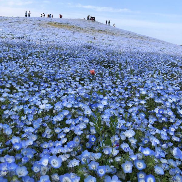 日本「ひたちなか」の写真：ひたちなか海浜公園
春→夏