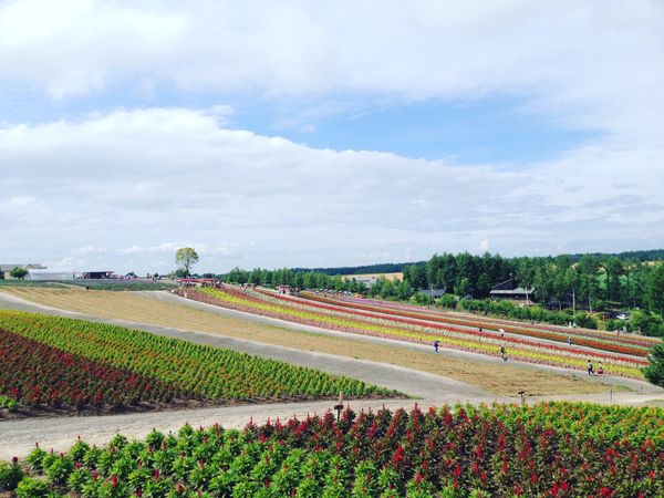 日本・旭川「北海道」の写真