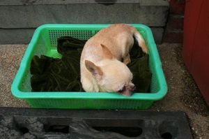 ★3日目

食事が終わると、観光の続き。

三峡渓観光 ⇒陶磁老街⇒免税店...