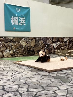 子パンダに会いに…伊勢神宮→松坂牛
