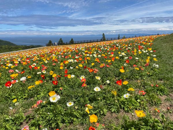 日本・兵庫県「淡路島」の写真：花さじきはポピーが満開。
幸せのパンケー...