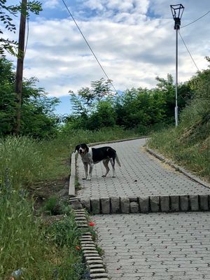 プリズレン

街の景色を上から見るために、城塞跡に行こうとしたら、野良犬が...