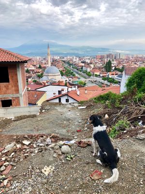 プリズレン

街の景色を上から見るために、城塞跡に行こうとしたら、野良犬が...