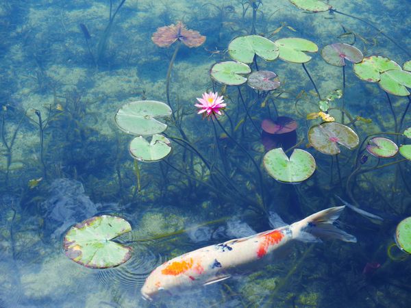 日本・伊勢神宮「伊勢志摩･郡上八幡･下呂温泉」の写真