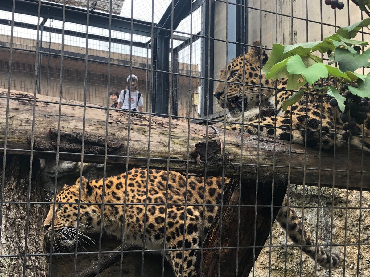 初めてジンギスカンに挑戦。めっちゃ美味しくて驚いた。