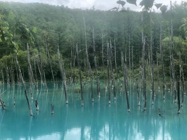 日本・北海道「札幌・旭川ライブ旅」の写真：初めてジンギスカンに挑戦。めっちゃ美味し...