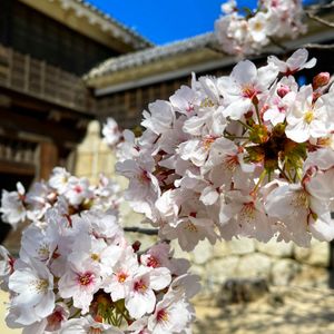 松山の思い出