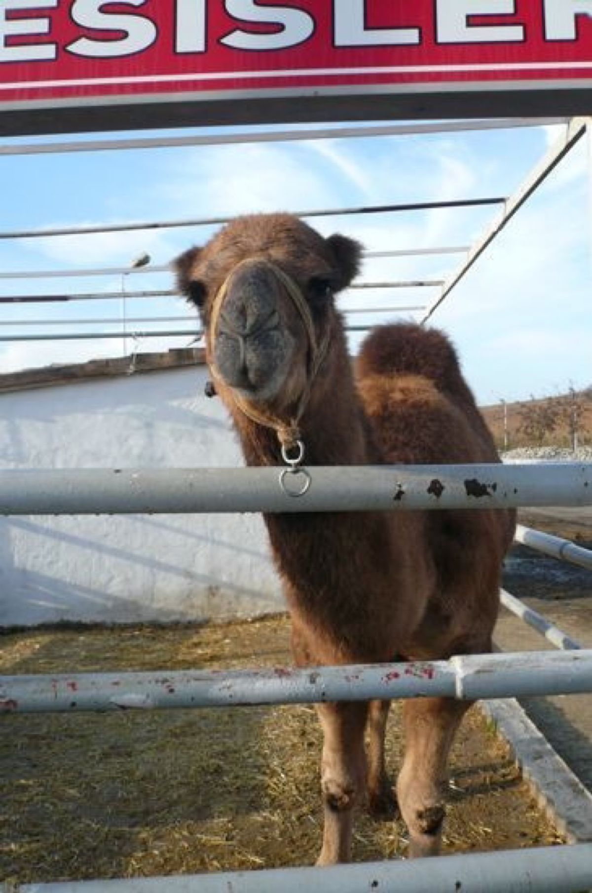 ★2日目

途中トイレ休憩に入ったドライブインで、らくだが居た🐪


この...
