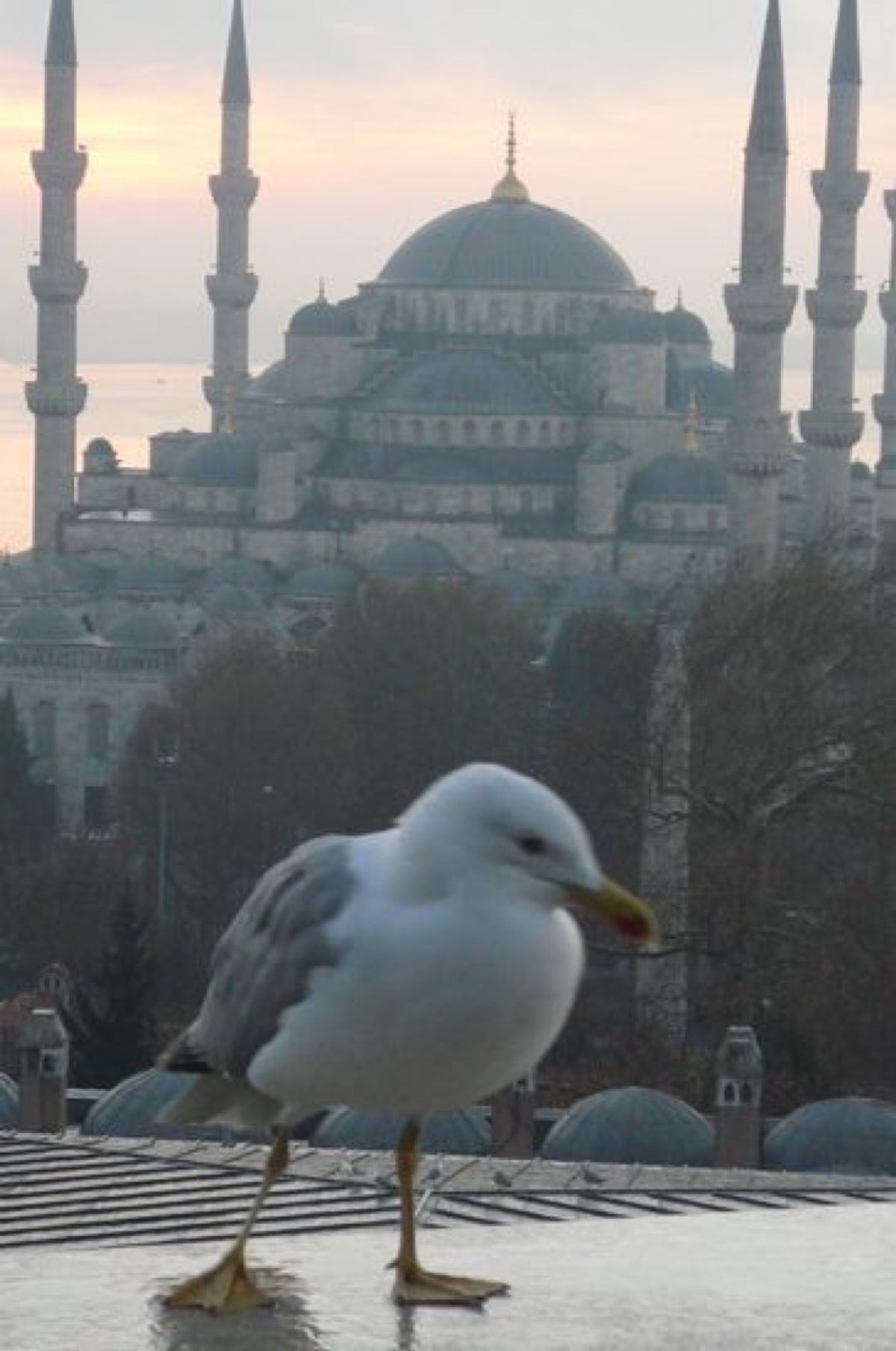 ★7日目

前日、夕食を食べたところで朝食。

テラスにカモメが❗️
何だ...