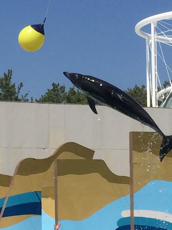 日本・千葉県「鴨川水族館へ」の写真