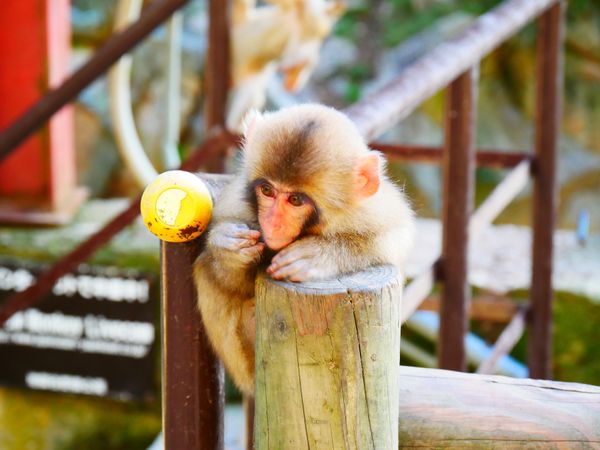 日本・長野県「湯田中･渋温泉 旅行」の写真