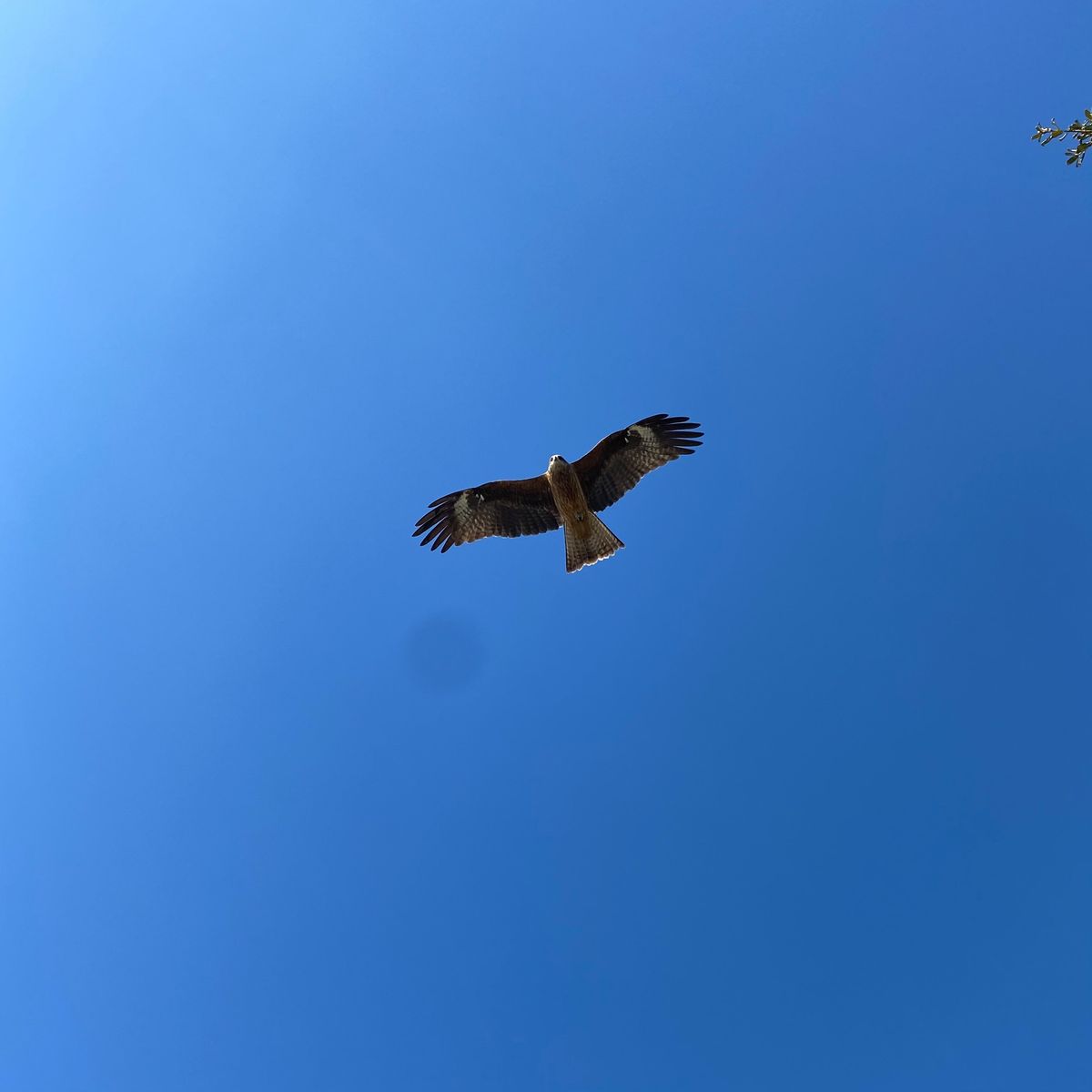 鳥羽水族館からの鳥羽宿泊
翌日伊勢神宮参拝