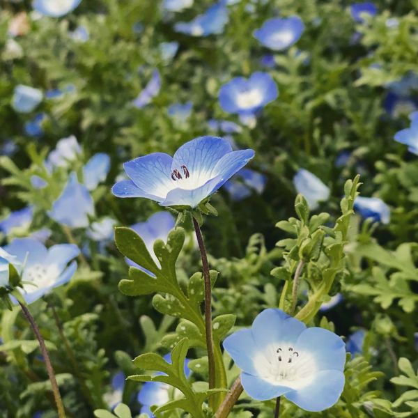 日本・大阪府「兵庫→舞洲」の写真：ネモフィラ祭