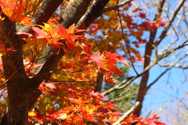 日本・那須「那須 日帰り」の写真