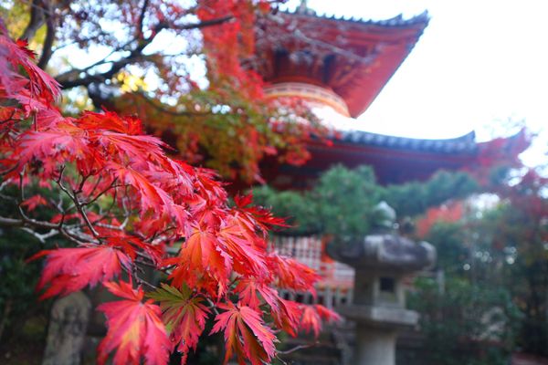 日本・広島県「広島旅行」の写真