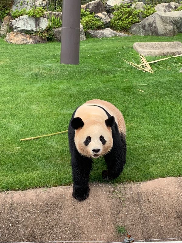 日本・和歌山県「アドベンチャーワールド」の写真