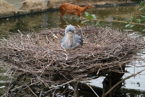 日本・兵庫県「神戸どうぶつ王国」の写真
