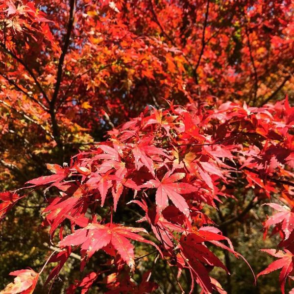 日本・兵庫県「兵庫→六甲山」の写真：六甲ミーツアート