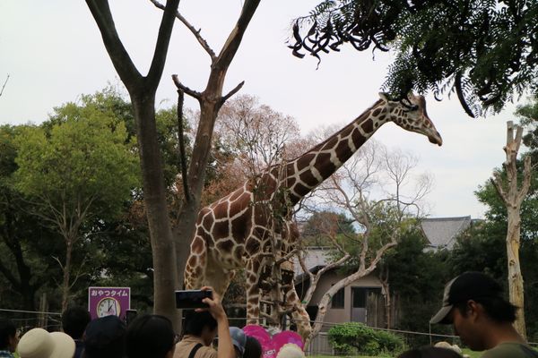 日本・大阪府「天王寺動物園」の写真
