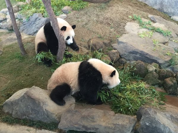 日本・和歌山県「アドベンチャーワールド」の写真
