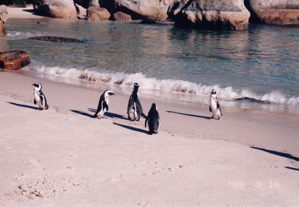 南アフリカ・ケープタウン「南アフリカの旅」の写真