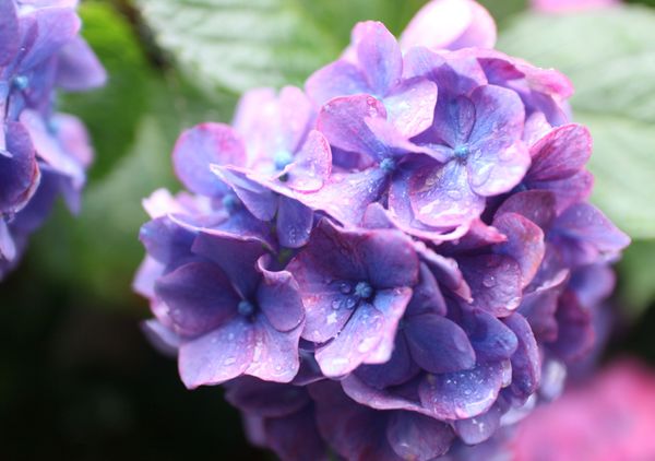 日本・東京都「駅沿いのあじさいの道」の写真